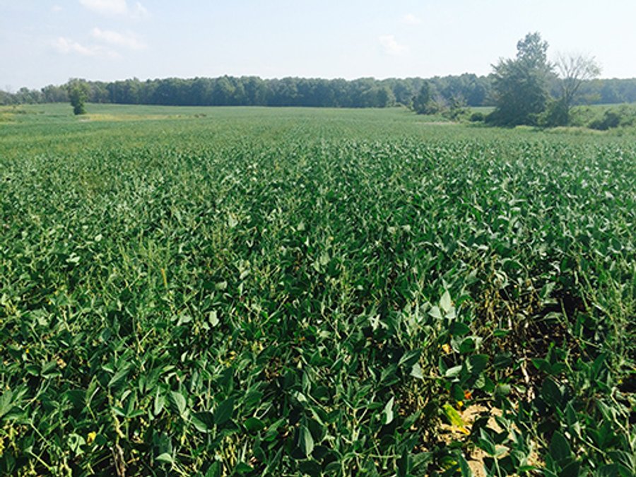 REAL ESTATE AUCTION - 56.7+/- ACRES OFFERED IN 3 TRACTS IN STEUBEN COUNTY